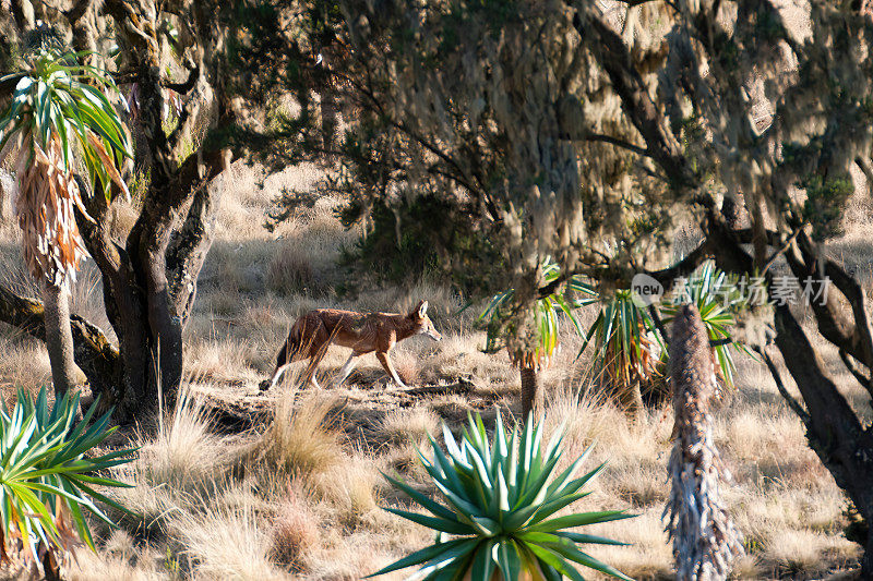 Simien red wolf abyssinian in Semien Mountain - Ethiopia